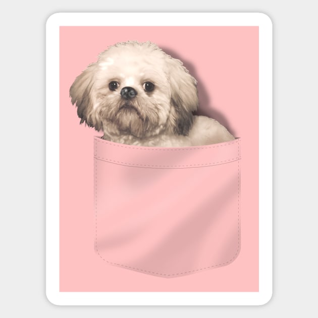 Pocket shih tzu shop